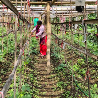 किसानको आयआर्जनका लागि खरायो वितरण