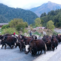 छिचोलियो भोटेकोशी–१ को सुरुङ