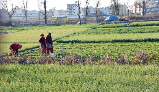 कृषिमा ‘प्याकेजमा आधारित उत्पादन प्रणाली’ अवलम्बन गरिने