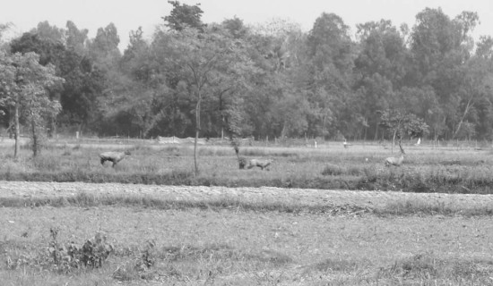 दार्चुला–तिङ्कर सडक : पर्याप्त बजेट विनियोजन गर्न माग