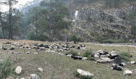 करेन्ट लागेर बस चालकको मृत्यु