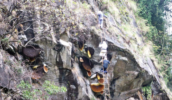 पर्यटनमा जोडियो मह सिकार