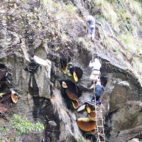 सफारी पल्टिँदा  चालकको मृत्यु