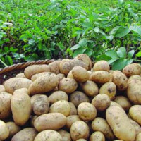 स्थानीय सरकारको समस्या : लालपुर्जा नहुँदा बनेनन् भवन