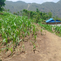 धौलागिरि आरोहणको ६६ वर्ष पूरा : ७३३ जना पुगे शिखरमा
