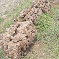 पलाँताको बेरुजु ३० करोड बढी, पेस्की मात्रै ८५ लाख