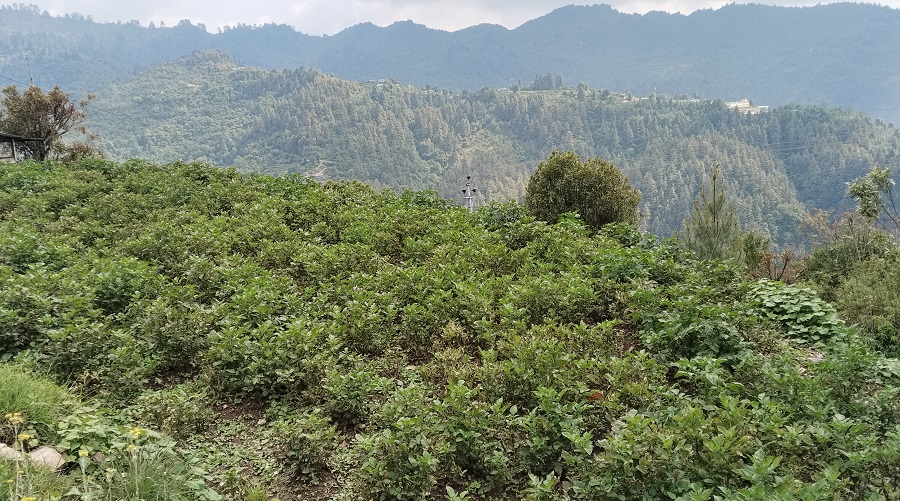 आलु बालीमा डडुवा रोगले कृषक चिन्तित