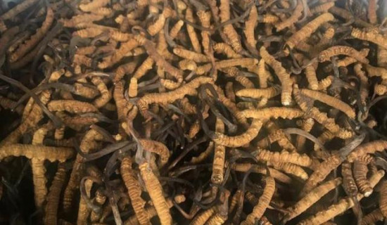 जलवायु परिवर्तनको प्रभावले यार्सागुम्बा उत्पादन घट्दै