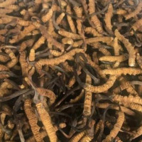 जुम्लाको कृषि उत्पादन घट्दै, निर्यात भने बढ्दै
