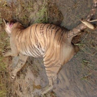 फोहाेरमा आगो लगाएर प्रदूषण बढाउँदै घोडाघोडी नगरपालिका