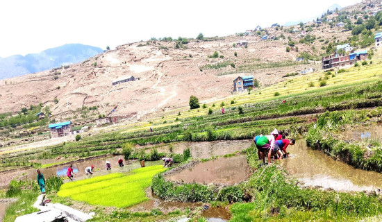 जिप दुर्घटना हुँदा तीन जना घाइते