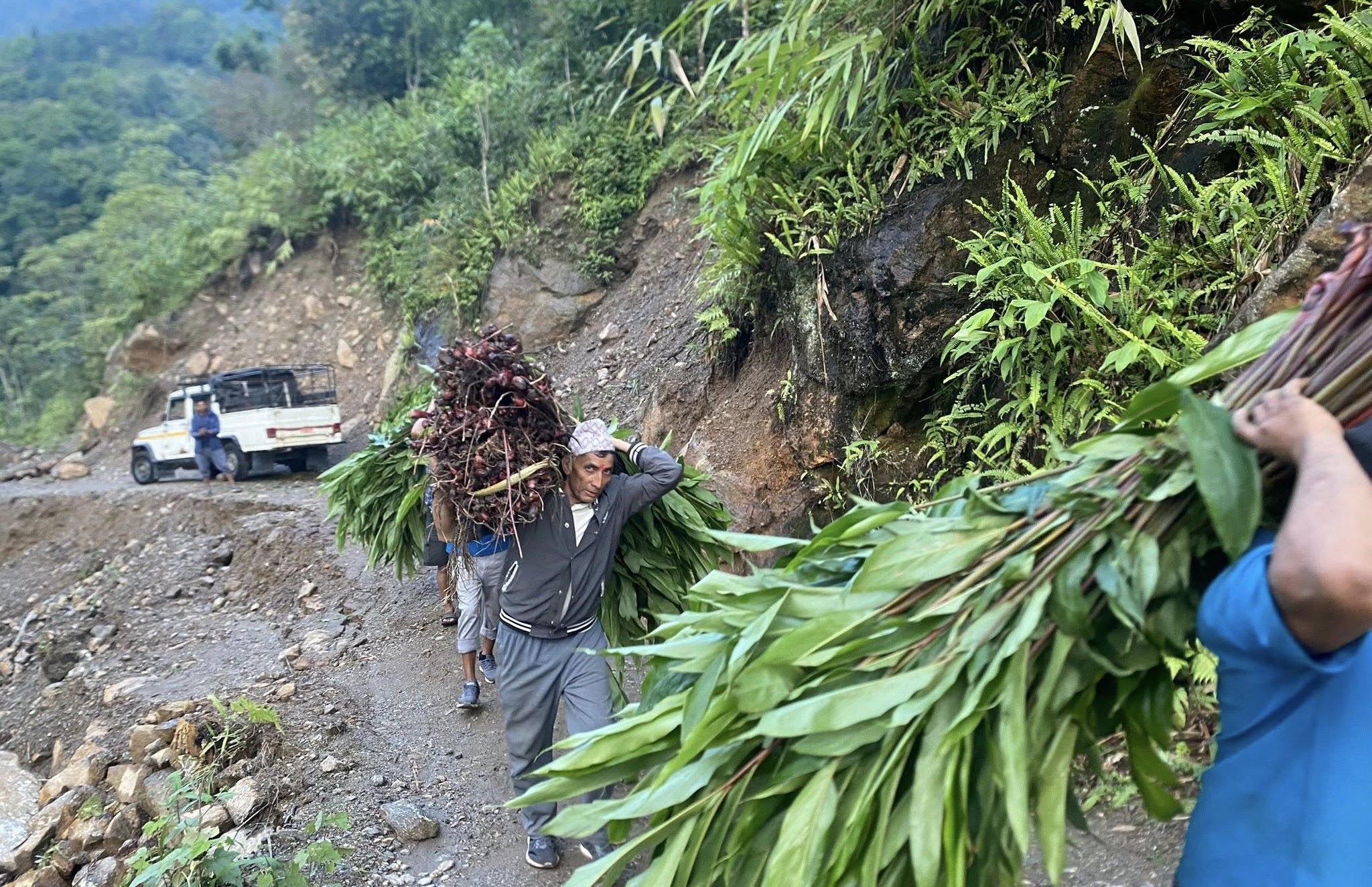 अलैंची खेतीतर्फ उत्साहित हुँदै इलामका युवा किसान