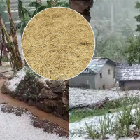 कागतीले उचित बजार नपाउँदा मारमा किसान