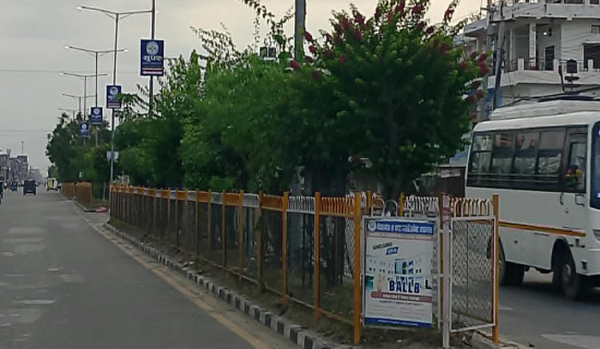 गुलमोहर र बेगमबेलीले सजिँदै नेपालगञ्ज