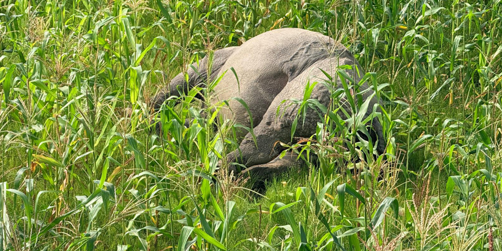 मकैबारीमा मृत गैँडा भेटियो