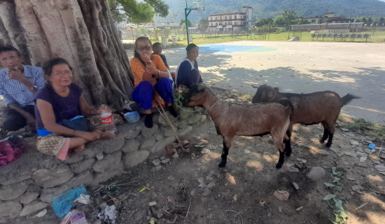 बाख्रा पालनबाट महिलाको आयस्तरमा वृद्धि