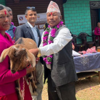 धान काट्न भ्याइनभ्याइ