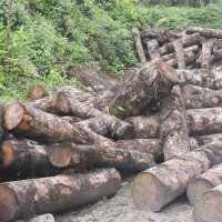 नेपाली कवितामा नयाँ वर्ष