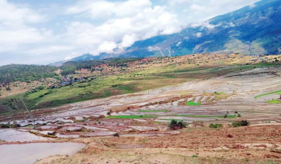 मार्सी धान रोपाइँ सुरु