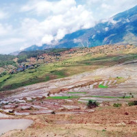 म्याग्दीमा स्थानीय जातका धानको उत्पादन बढ्यो
