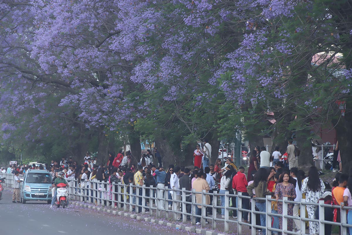 जाकाराण्डाको आकर्षण