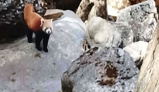 तिलागुफामा दुर्लभ रेडपाण्डा भेटियो