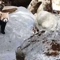 जाकाराण्डाको आकर्षण