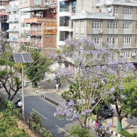 लागूऔषध मुद्दामा पक्राउ परेका कैदीको मृत्यु