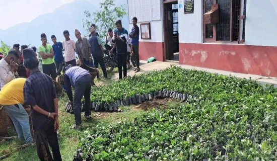 महाभारतमा सात हजार कफीका बिरुवा वितरण