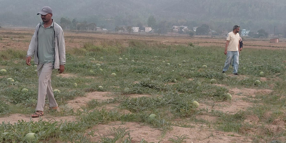 तरबुजा खेतीबाट आत्मनिर्भर बन्दै दङ्गीशरणका युवा