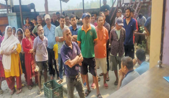 अलैँचीका बोट मासिँदै, मूल्य वृद्धि हुँदै