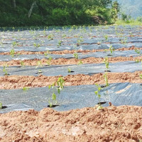 डलर तथा नक्कली सुन देखाइ ठगी गर्ने ६ जना पक्राउ