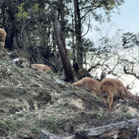 गल्कोटले जित्यो मुसिकोट मेयर कप