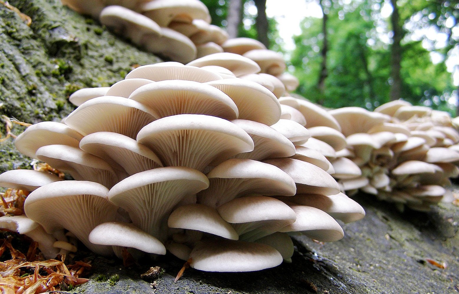 blog
