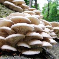 महाराष्ट्रमा रेल दुर्घटना, १२ जनाको ज्यान गयो