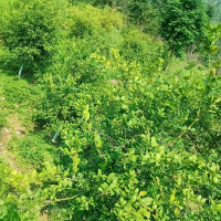 क्रिकेटः नेपाल र स्कटल्याण्ड भिड्दै