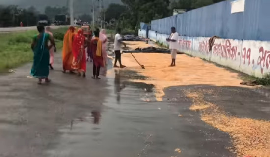 बेमौसमी वर्षाले सुकाएको मकै बगाउँदा किसान चिन्तित