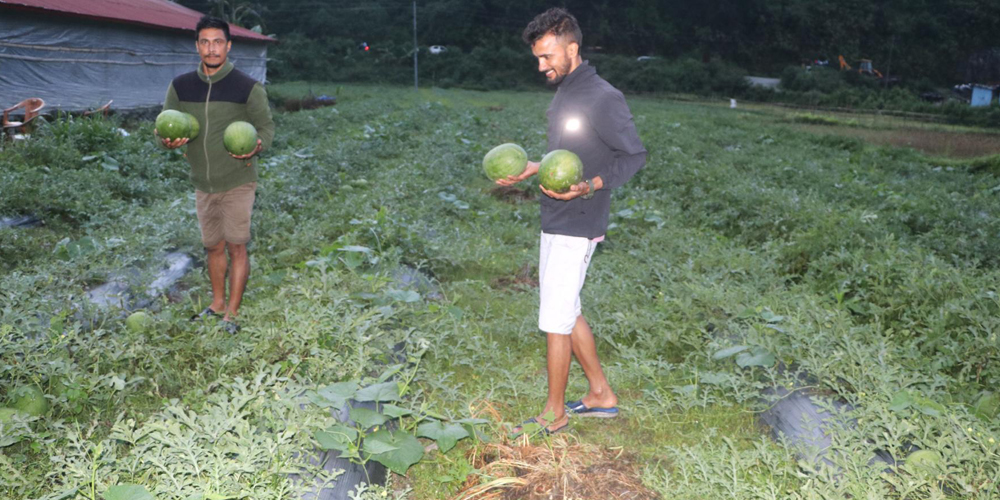 विजयपुर खोला किनारमा तरबुजाखेती, भनेजस्तै आम्दानी