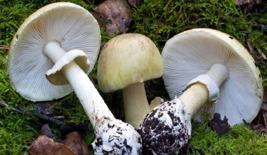 गुल्मीका स्थानीय तहको बेरुजु दस करोडभन्दा बढी