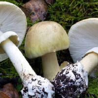 सगरमाथा क्षेत्रमा पर्यटकको लर्को