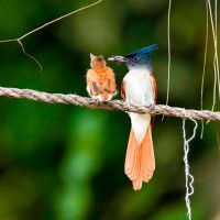 देवघाटमा  ढुङ्गेधारा निर्माण