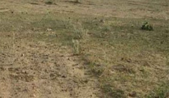 प्रादेशिक विश्वविद्यालय : आवेदन दिने समयसँगै विषय थप गरियो