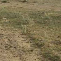हत्या आरोपमा तीन जना पक्राउ