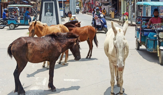 छाडा पशु चौपाया व्यवस्थापन चुनौती बन्दै