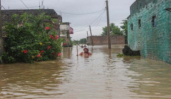 विनयी त्रिवेणीमा ७० घर डुबानमा, दुई सय हेक्टर धान बाली नष्ट