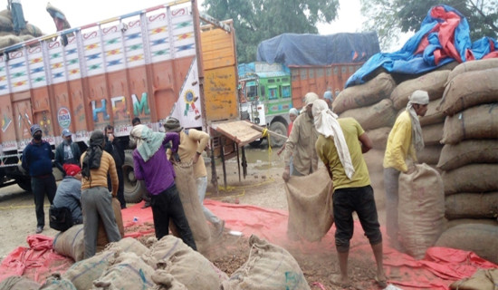 जडीबुटी निकासी नहुँदा व्यवसायी चिन्तित