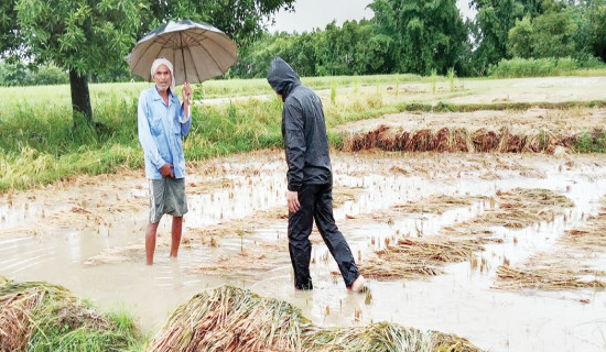 बेमौसमी वर्षाले कृषिमा क्षति