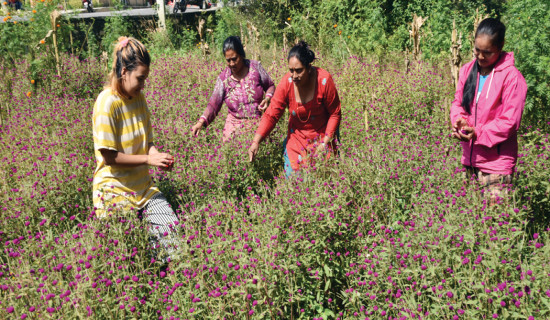 गुन्डुवासीलाई माला बनाउन चटारो