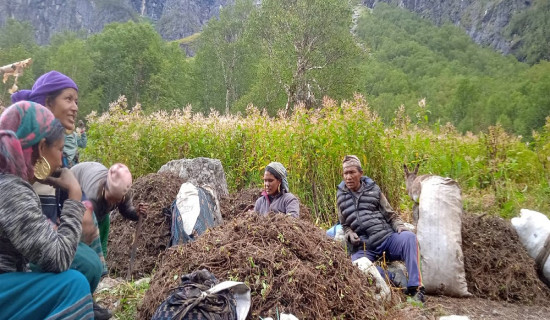 हुम्लामा जडीबुटी सङ्कलन सुुरु