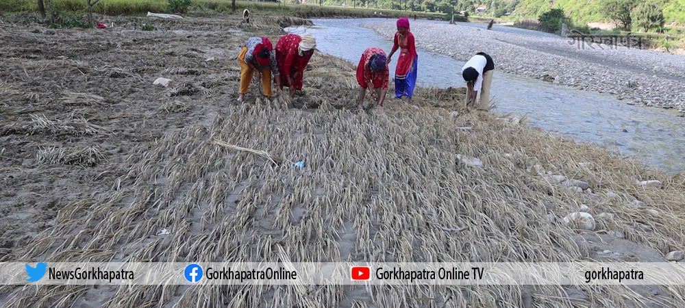 बालुवामा धान खोज्दै किसान